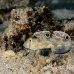 goby_spot_twin_res_kb_h_0121_png0784.jpg